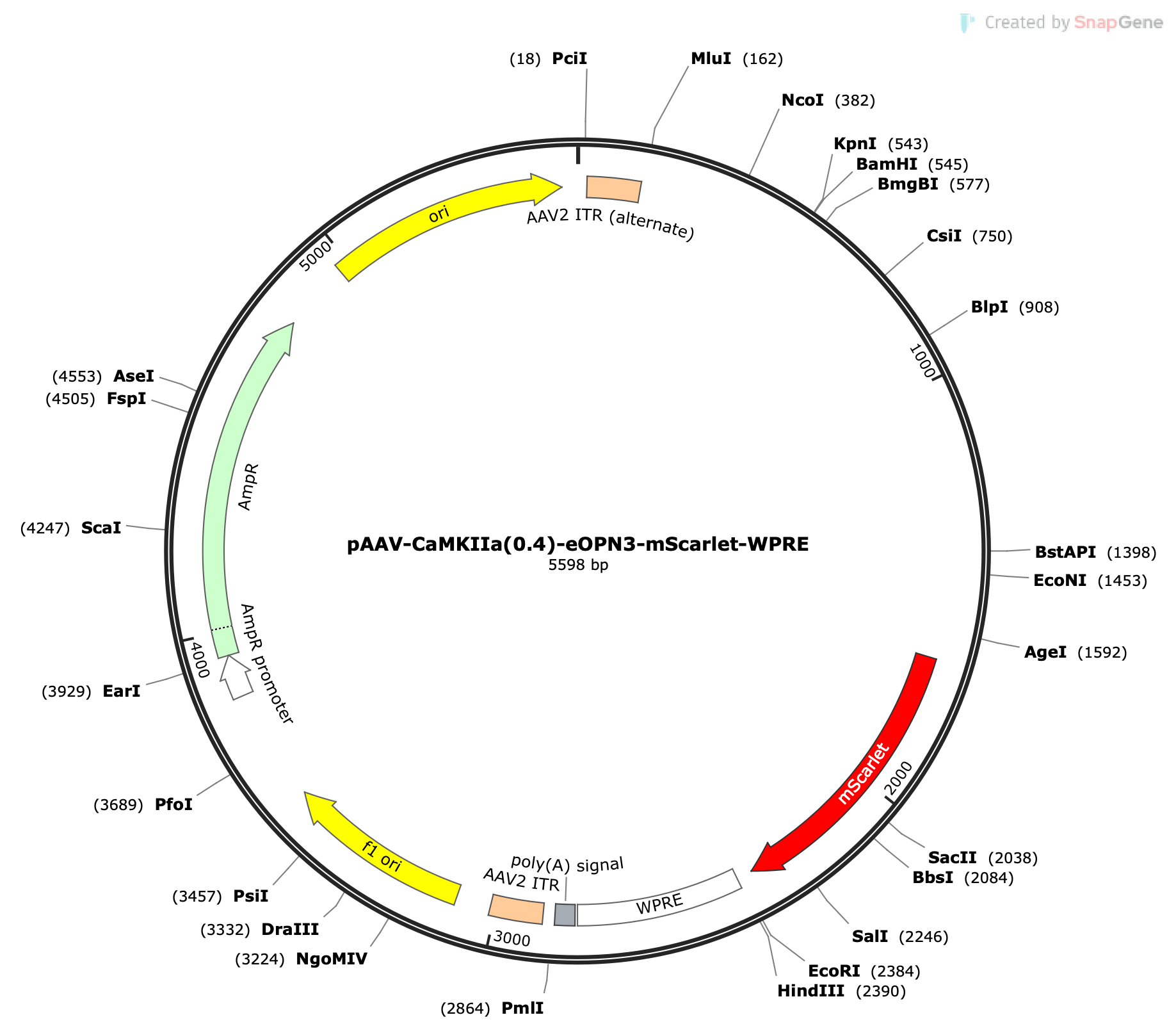 AAV-CaMKIIa(0.4)-eOPN3-mScarlet