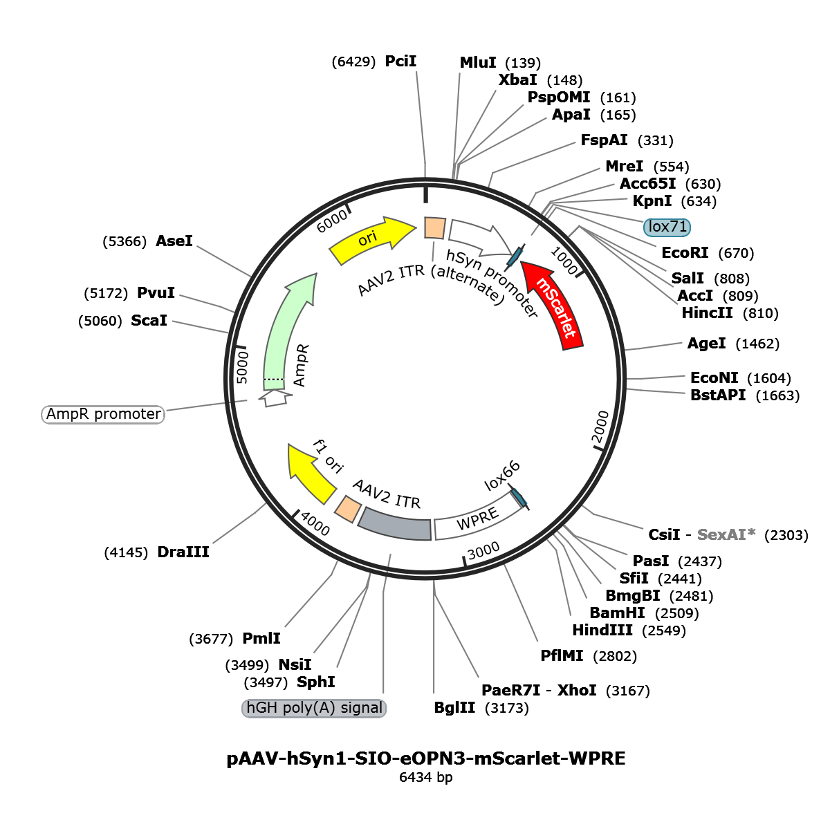 AAV-hSyn1-SIO-eOPN3-mScarlet