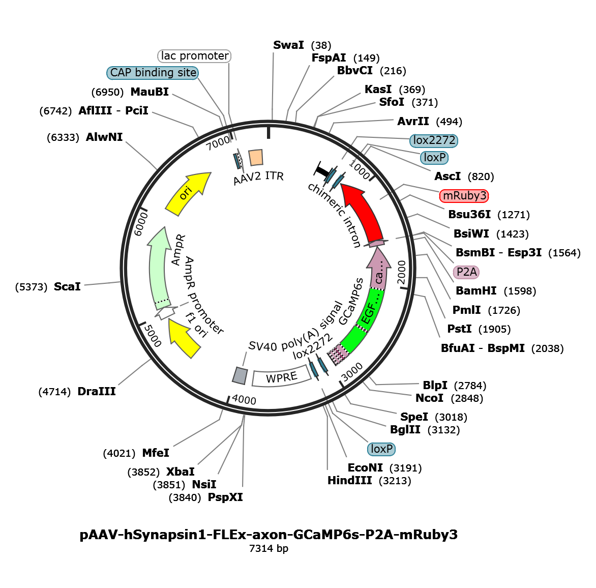 AAV-hSyn-Flex-axon-GCaMP6s-P2A-mRuby3