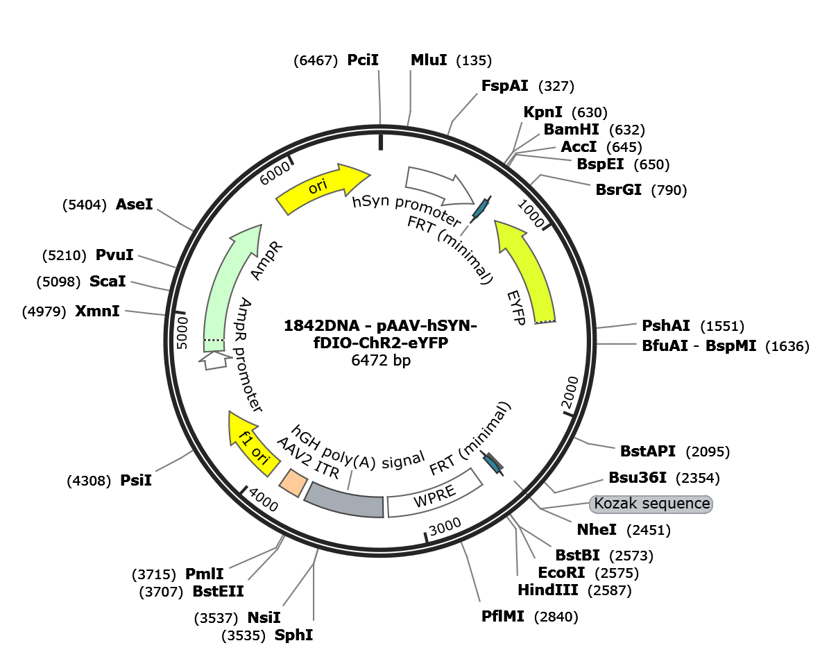 AAV-hSYN-fDIO-ChR2(H134R)-eYFP