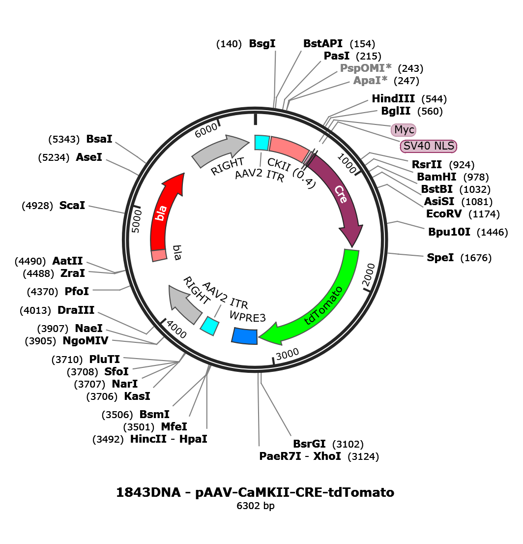 AAV-CaMKII-Cre-tdTomato