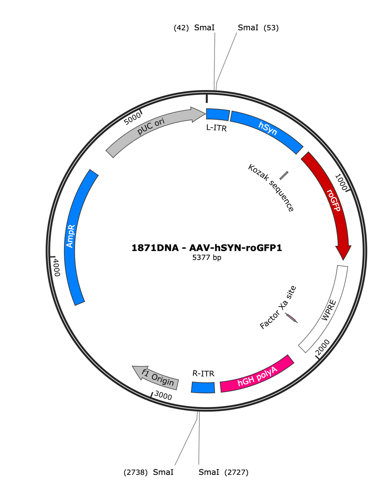 AAV-Syn-roGFP1