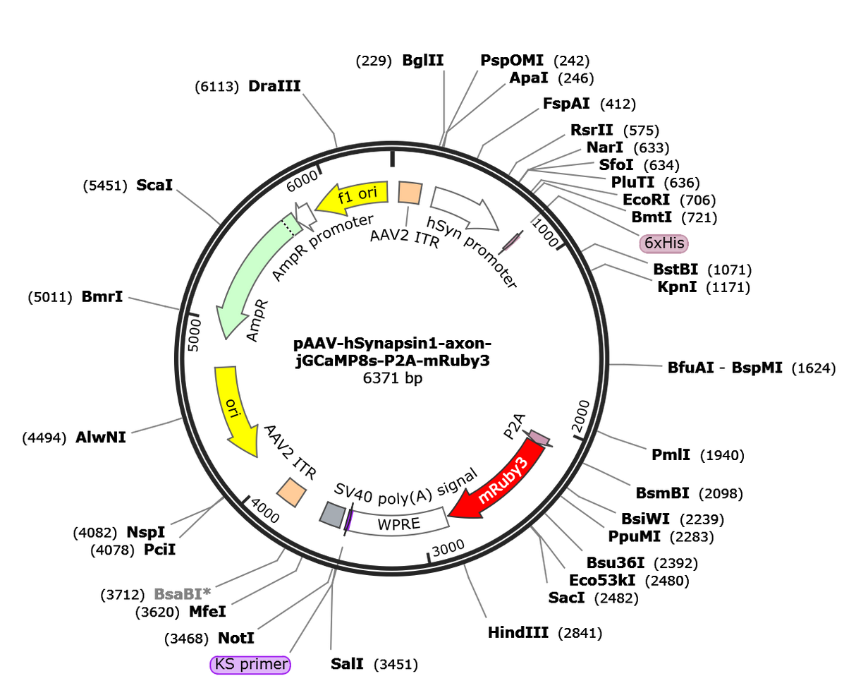 AAV-hSyn-axon-jGCaMP8s-P2A-mRuby3