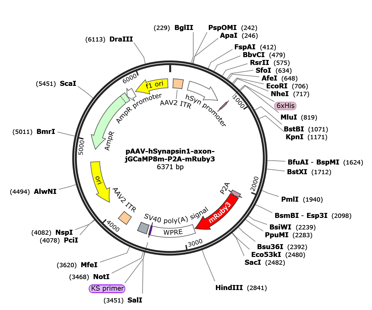 AAV-hSyn-axon-jGCaMP8m-P2A-mRuby3
