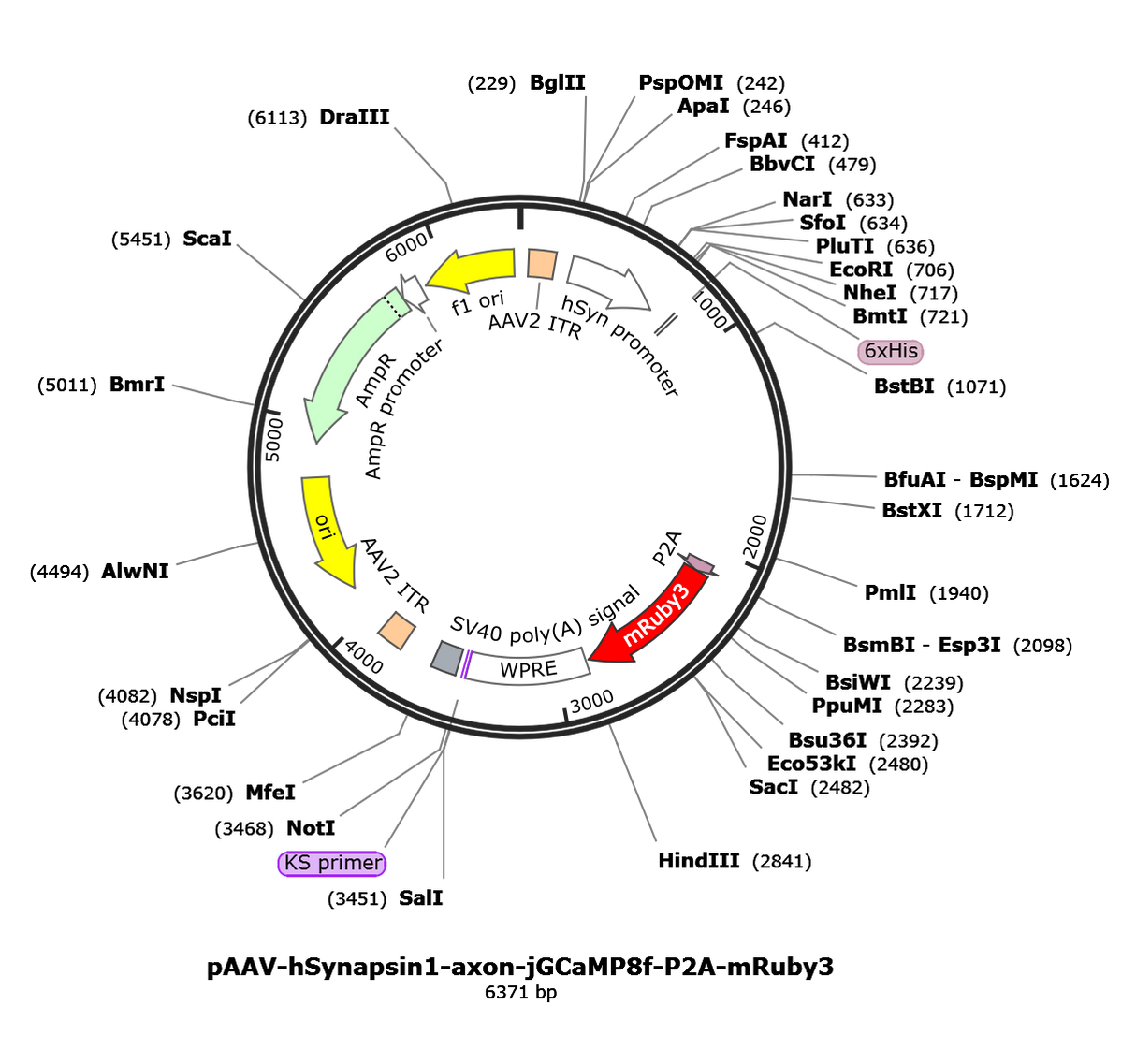 AAV-hSyn-axon-jGCaMP8f-P2A-mRuby3