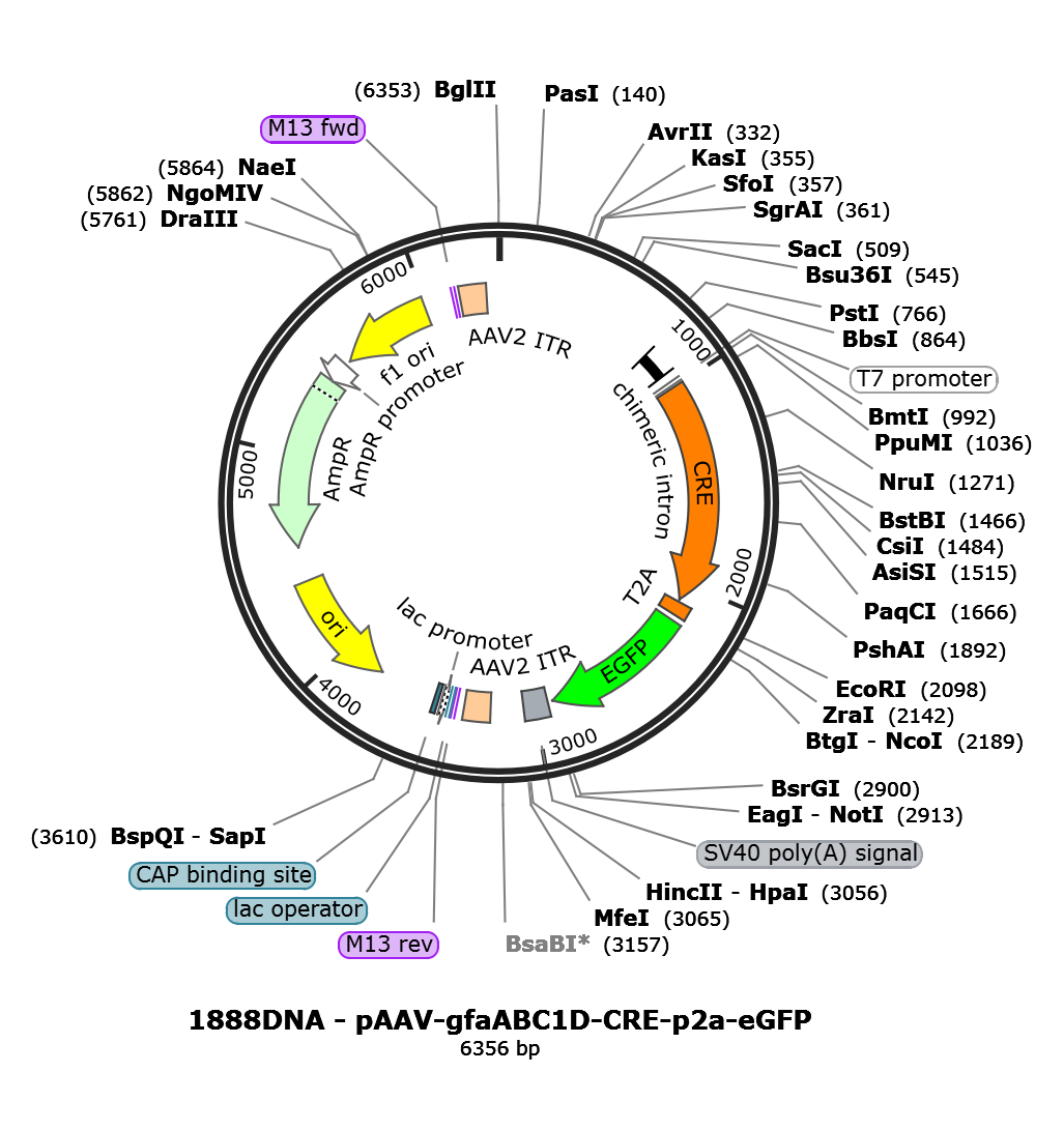 AAV-gfaABC1D-Cre-T2A-eGFP