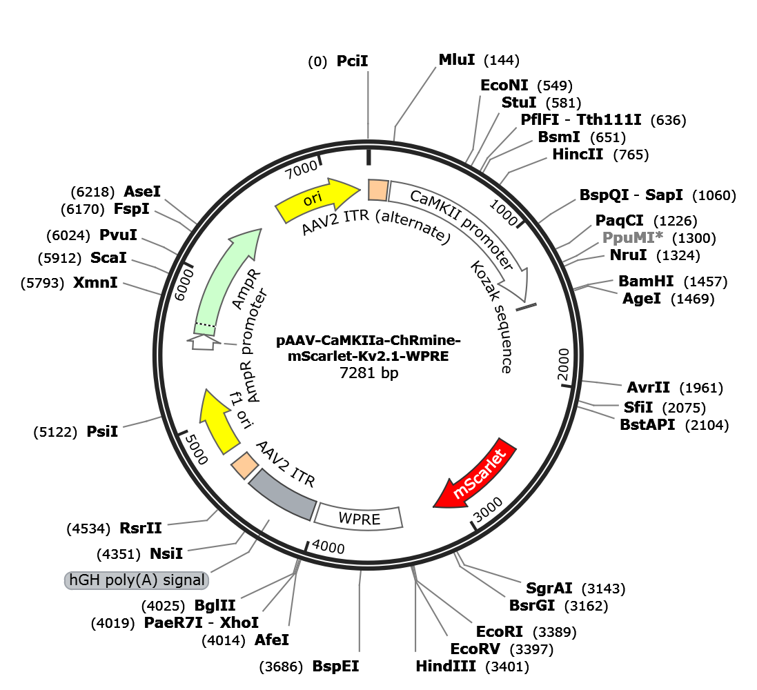 AAV-CaMKIIa-ChRmine-mScarlet-Kv2.1