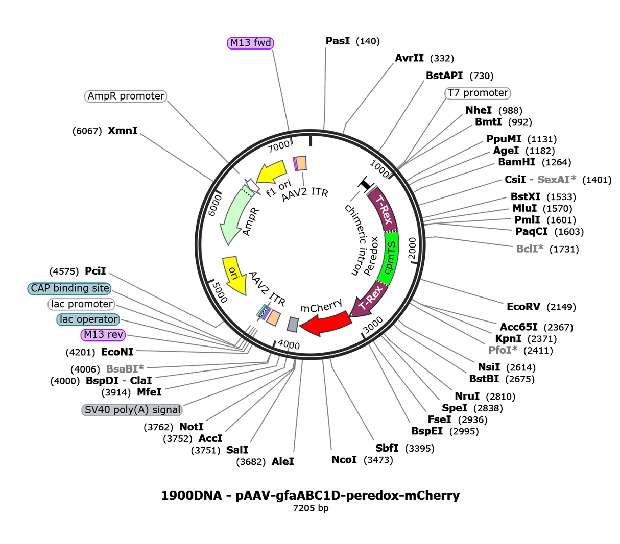 AAV-gfaABC1D-Peredox-mCherry