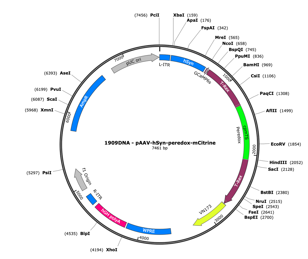 AAV-hSyn-Peredox-mCitrine