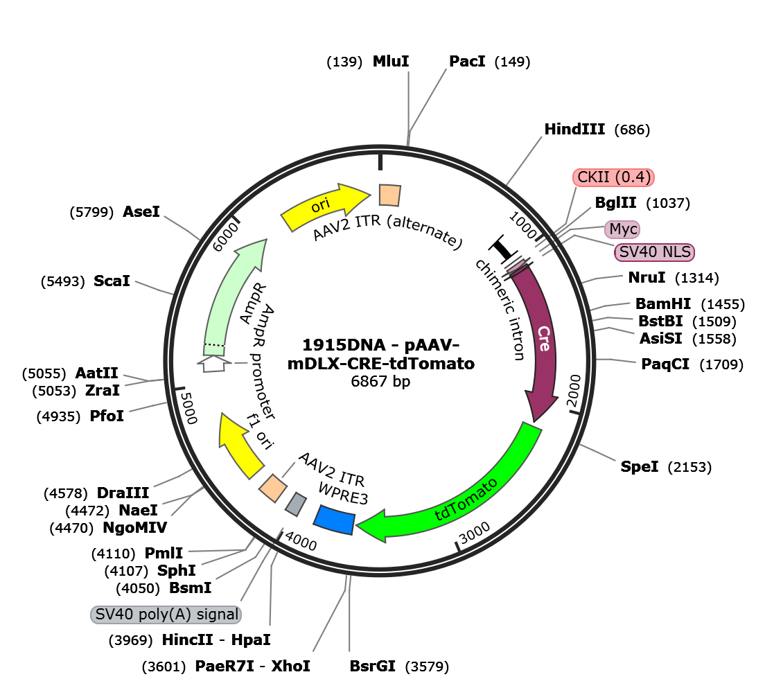 AAV-mDLX-CRE-tdTomato