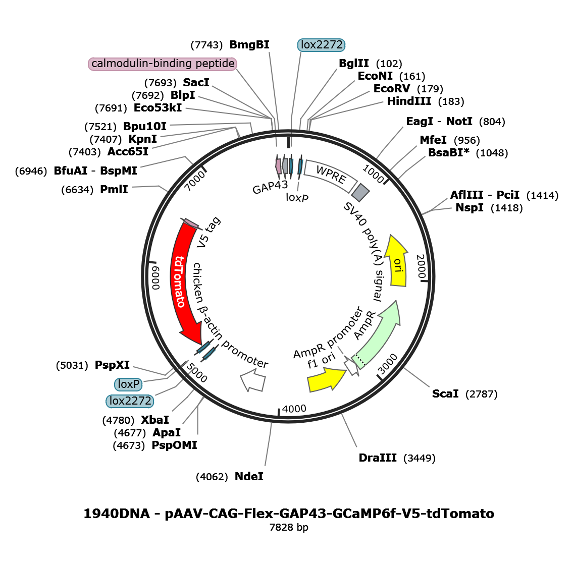 AAV-CAG-Flex-GAP43-GCaMP6f-V5-tdTomato
