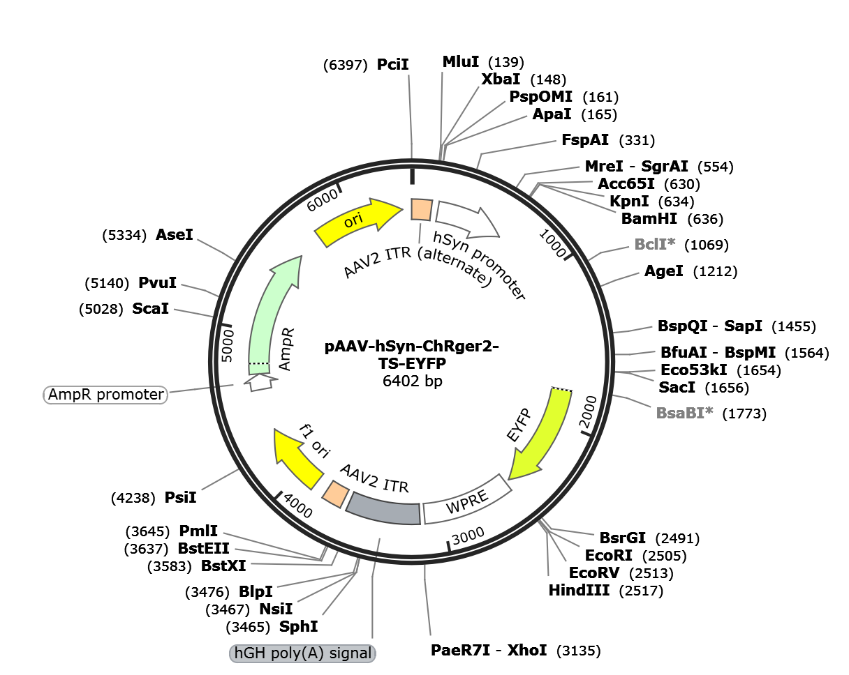 AAV-hSyn-ChRger2-TS-EYFP