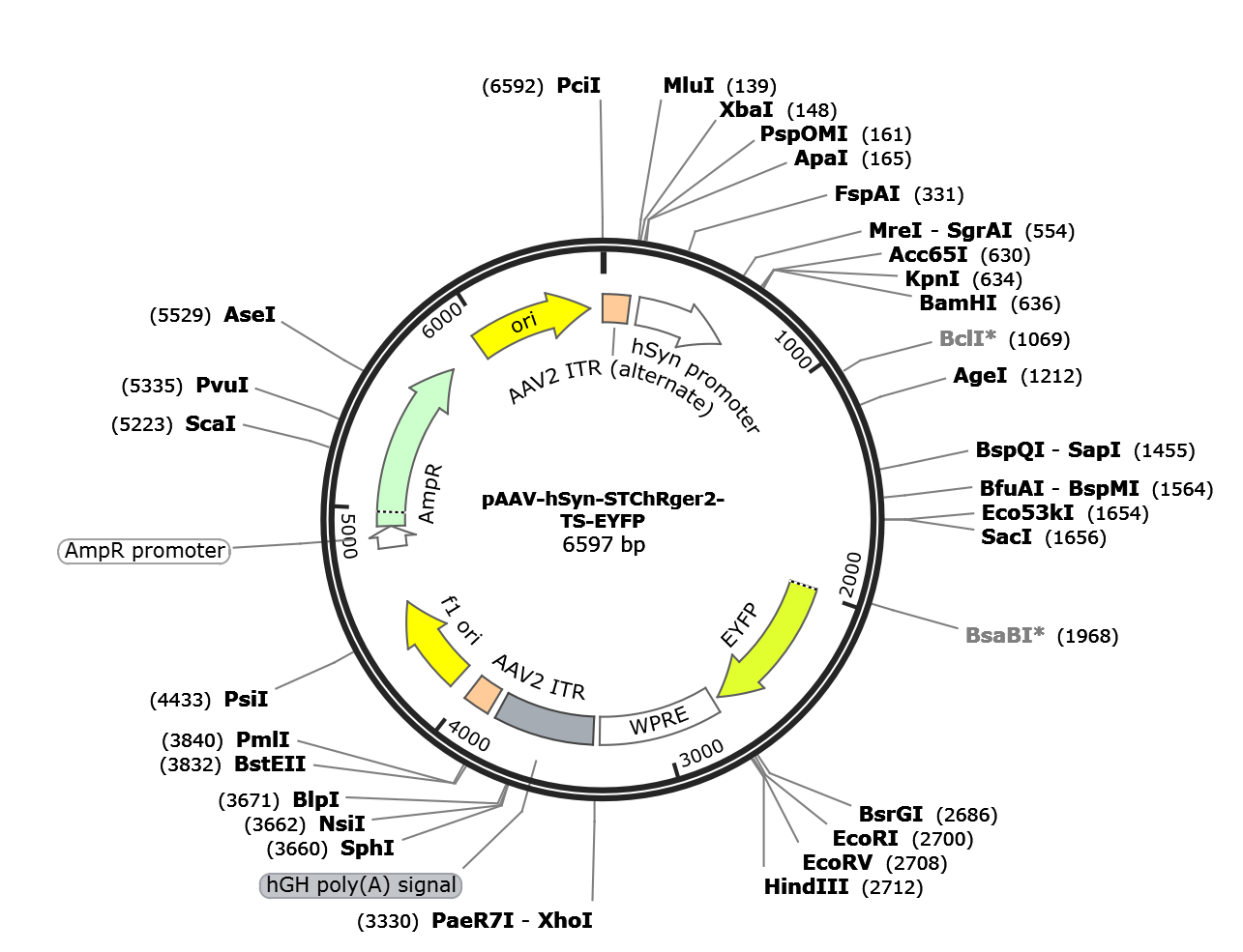 AAV-hSyn-STChRger2-TS-EYFP