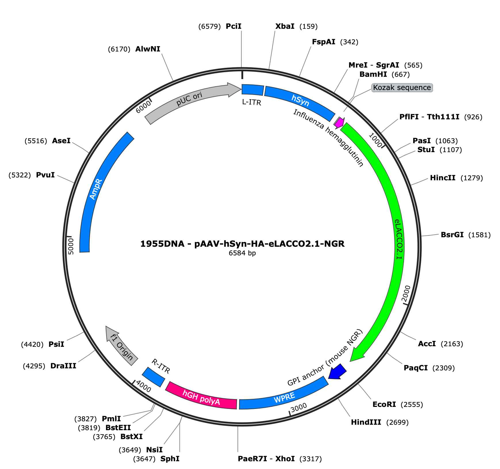 AAV-hSyn-HA-eLACCO2.1-NGR