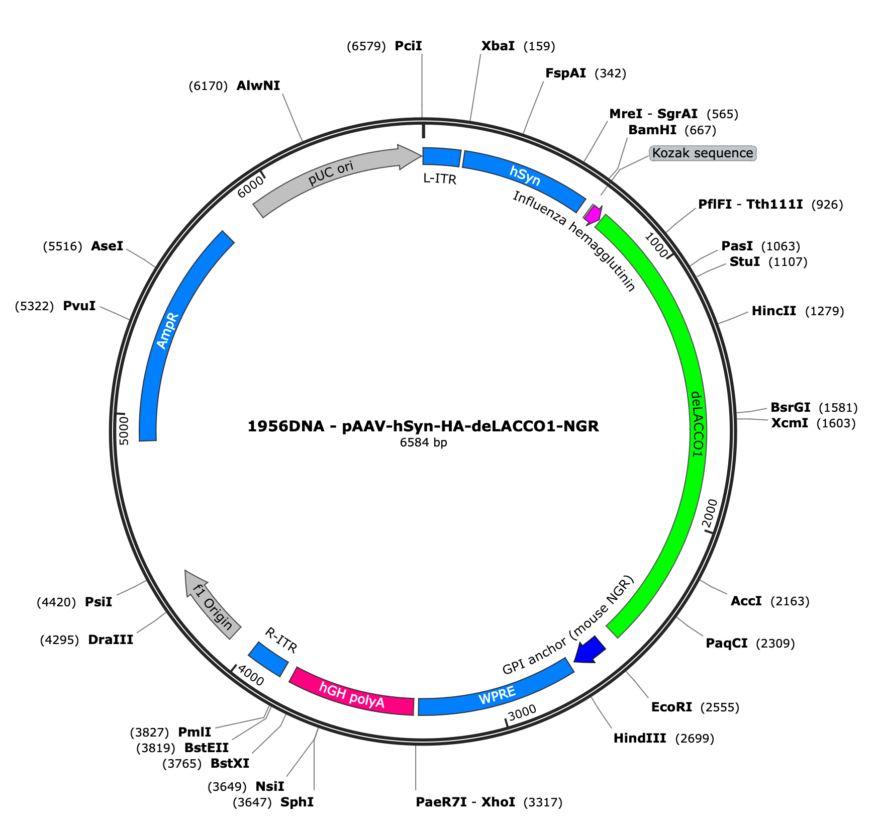 AAV-hSyn-HA-deLACCO1-NGR