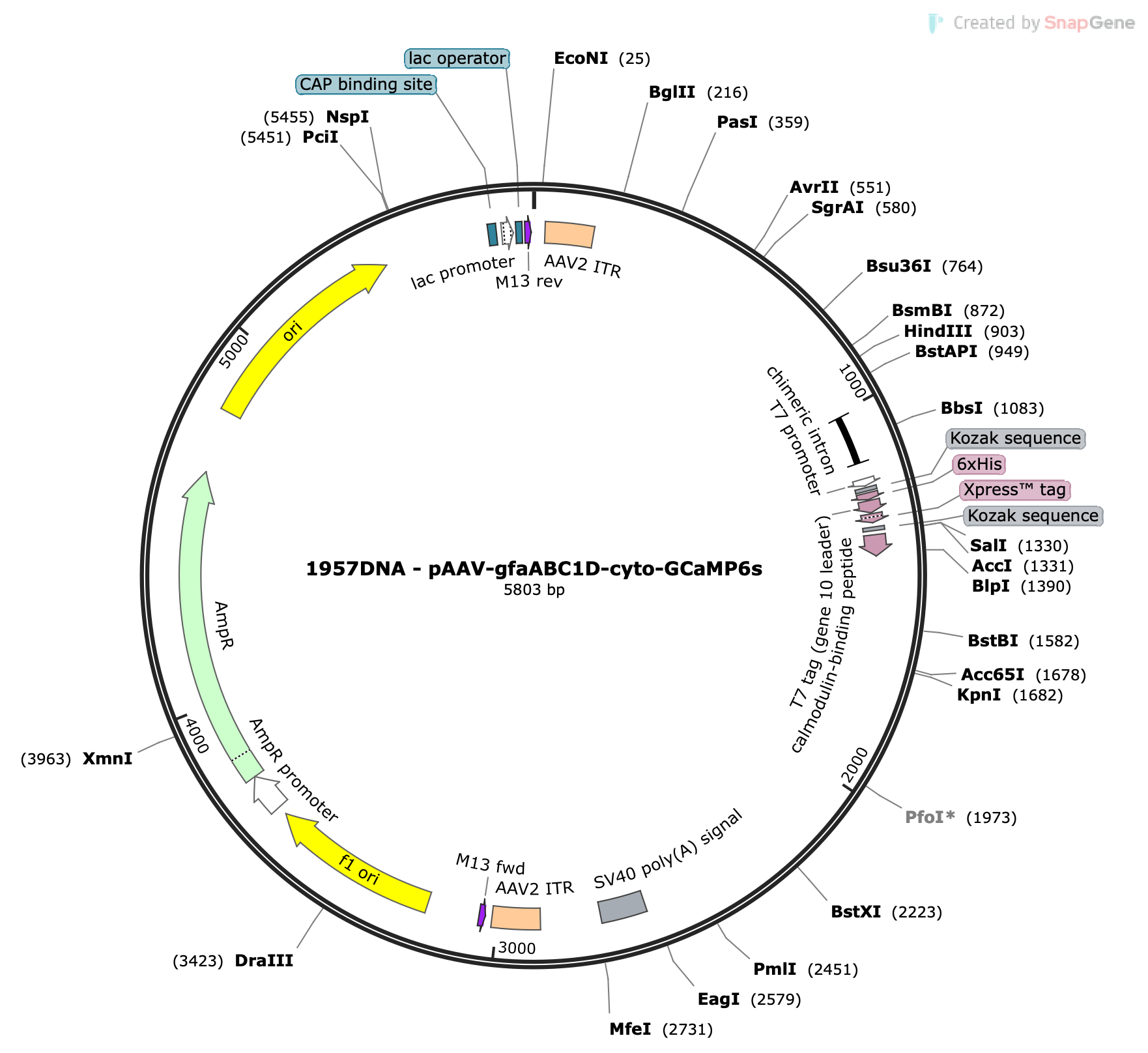AAV-gfaABC1D-GCaMP6s