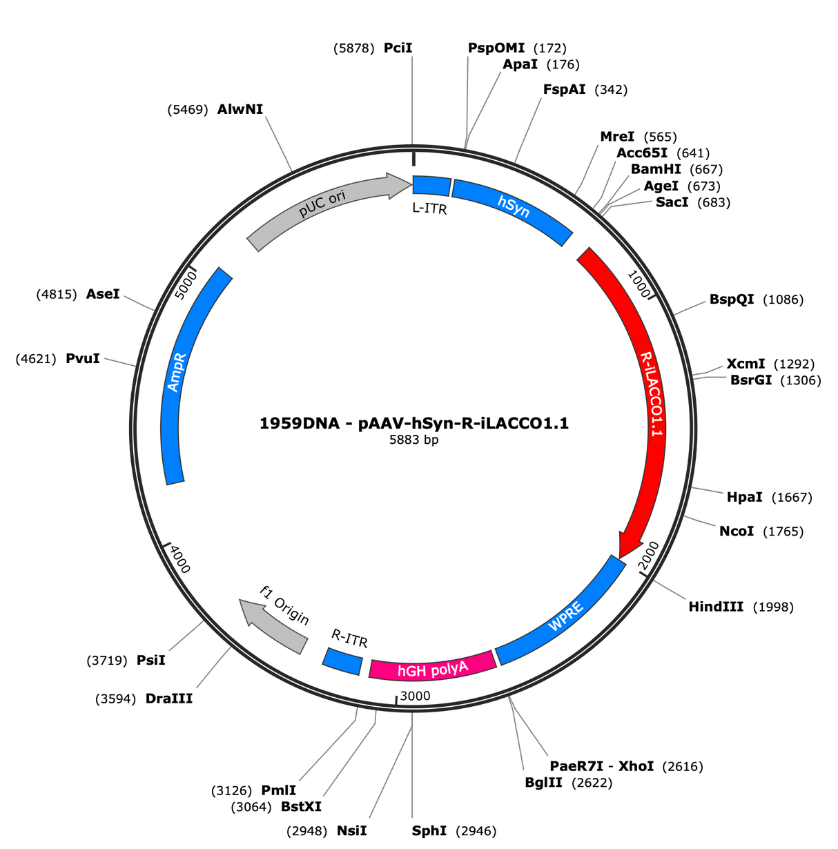 AAV-hSyn-R-iLACCO1.1