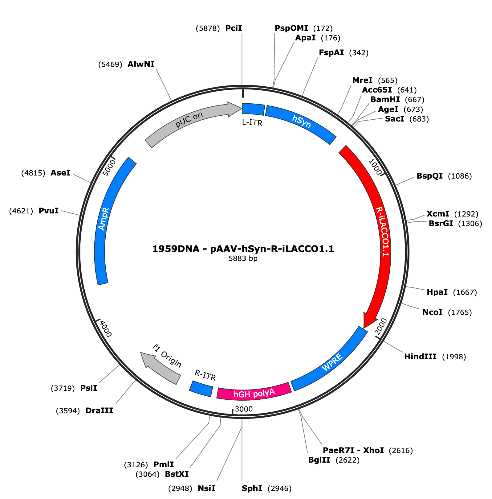 AAV-hSyn-R-iLACCO1.1
