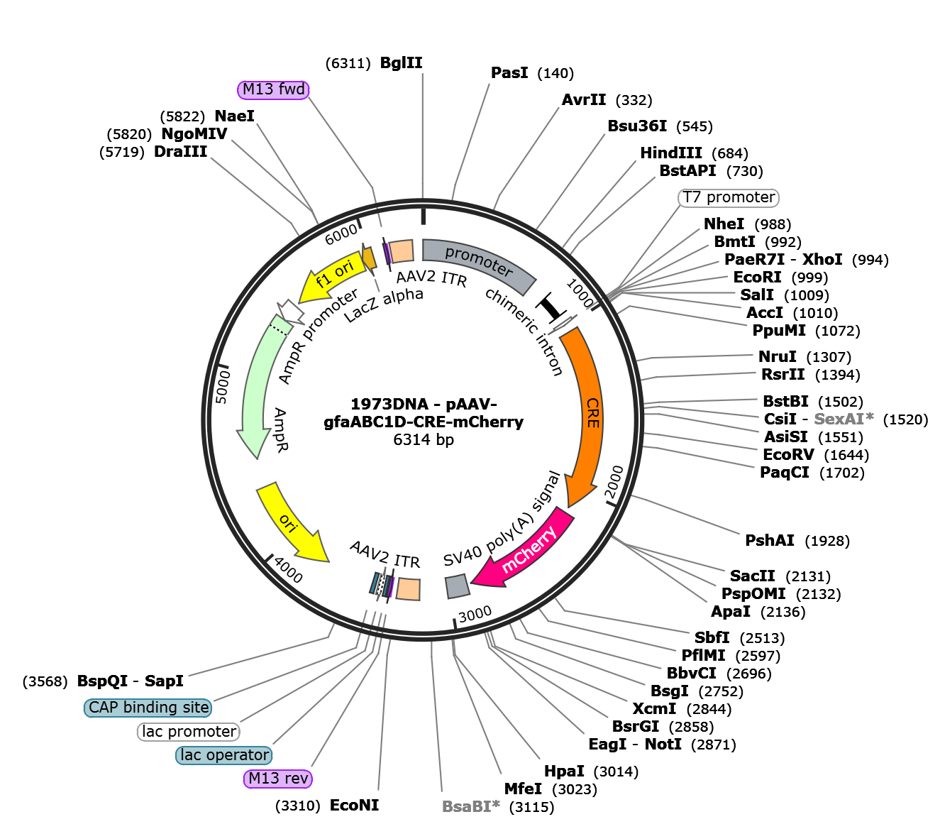 AAV-gfaABC1D-CRE-mCherry