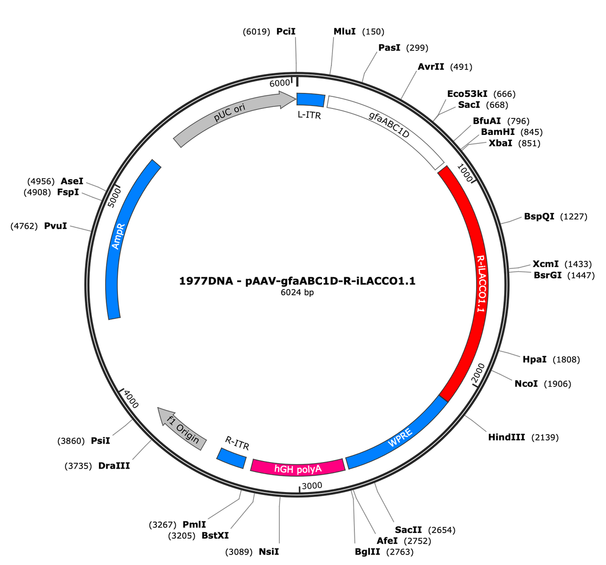 AAV-gfaABC1D-R-iLACCO1.1