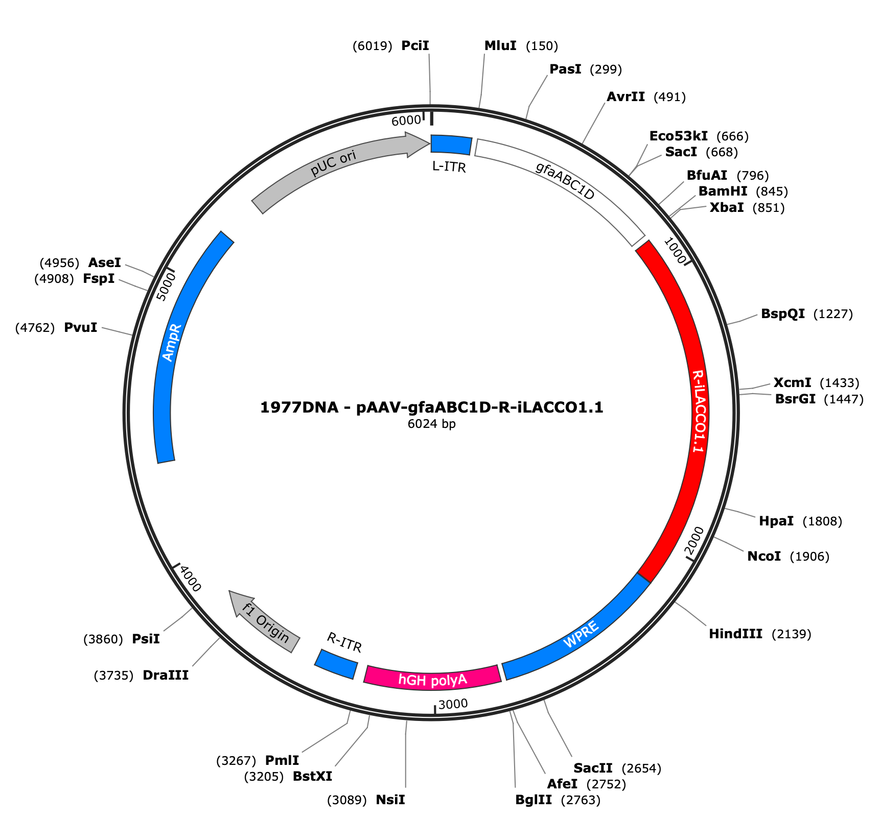 AAV-gfaABC1D-R-iLACCO1.1
