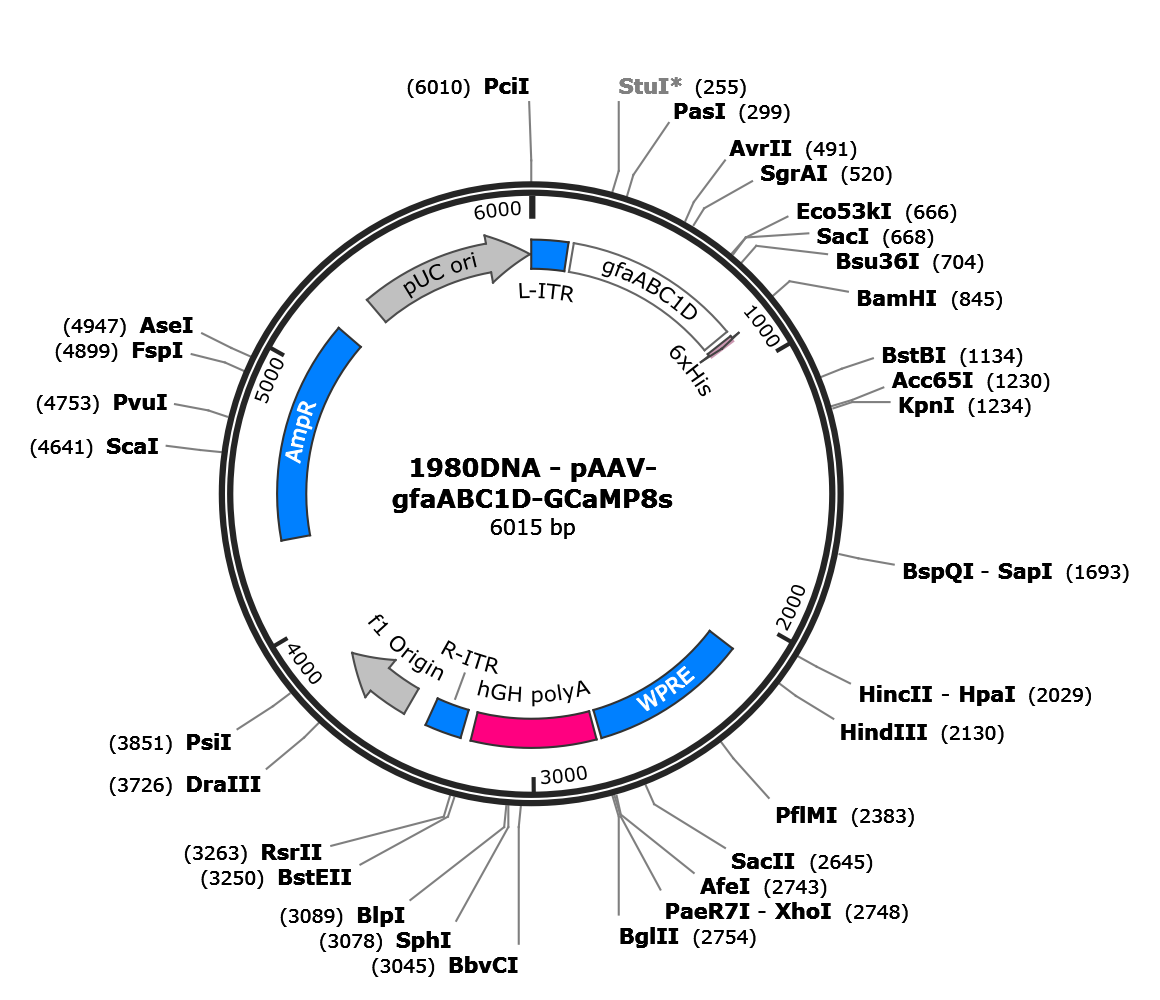 AAV-gfaABC1D-jGCaMP8s