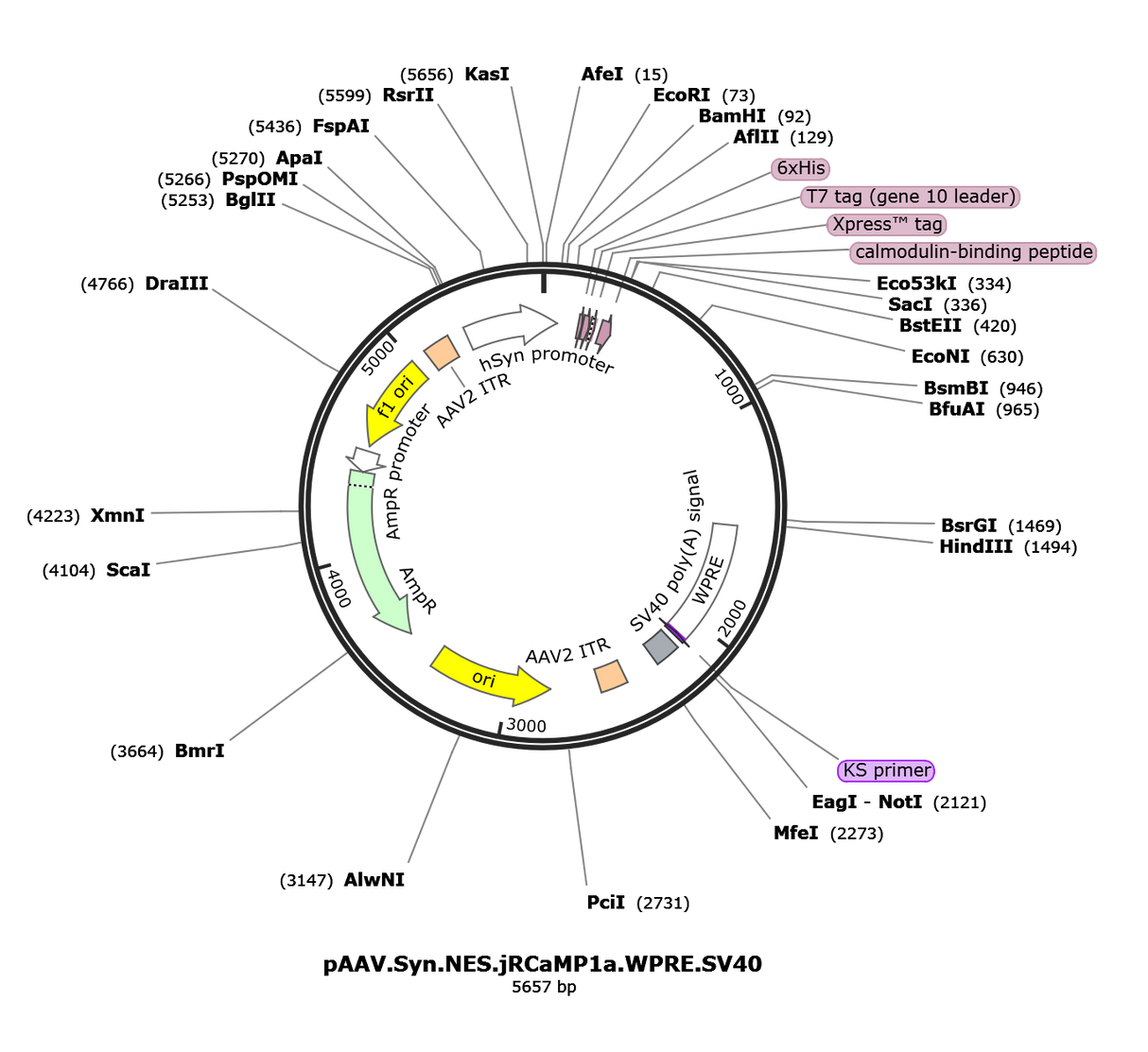 AAV-Syn-NES-jRCaMP1a
