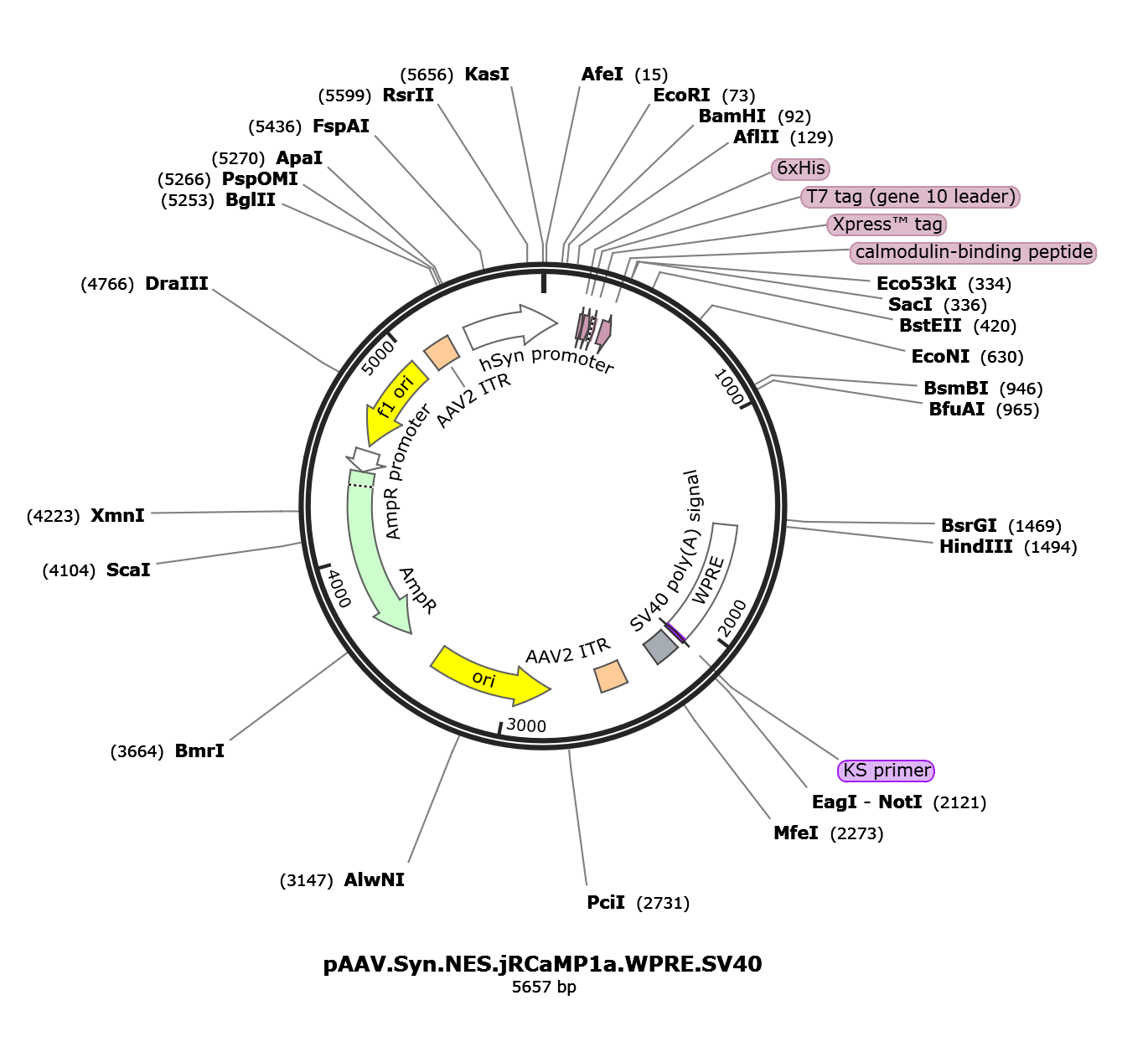 AAV-Syn-NES-jRCaMP1a