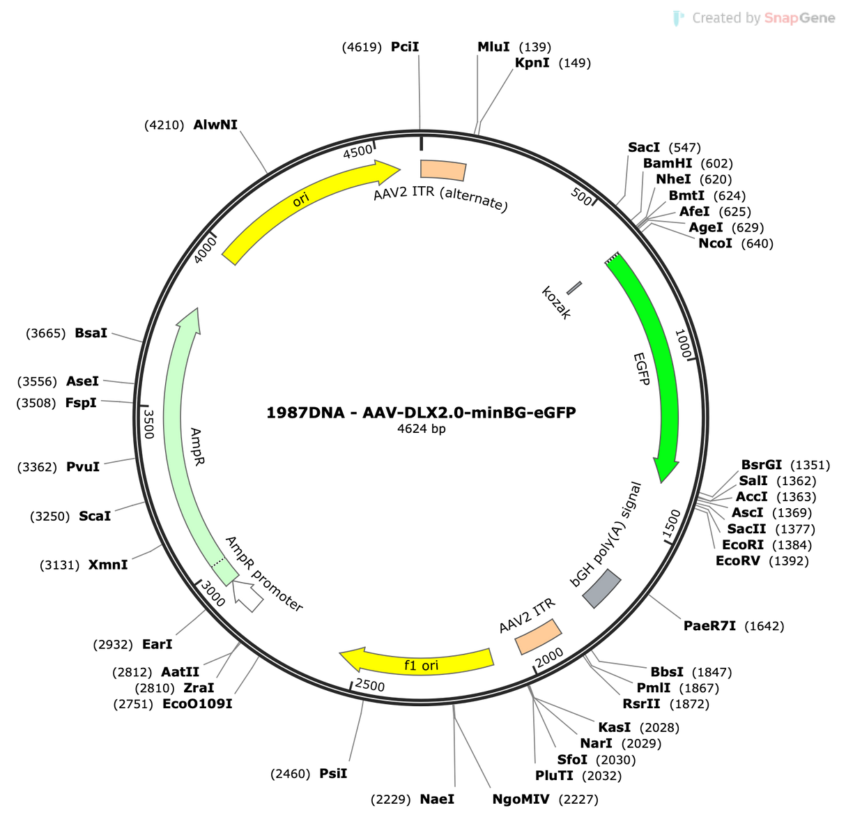 AAV-DLX2.0-minBG-eGFP