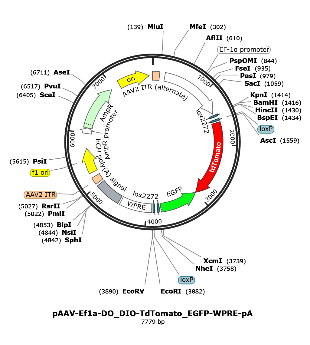 AAV-Ef1a-DO_DIO-tdTomato_GFP