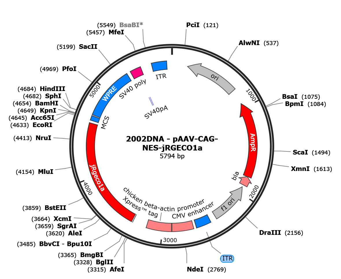 AAV-CAG-NES-jRGECO1a
