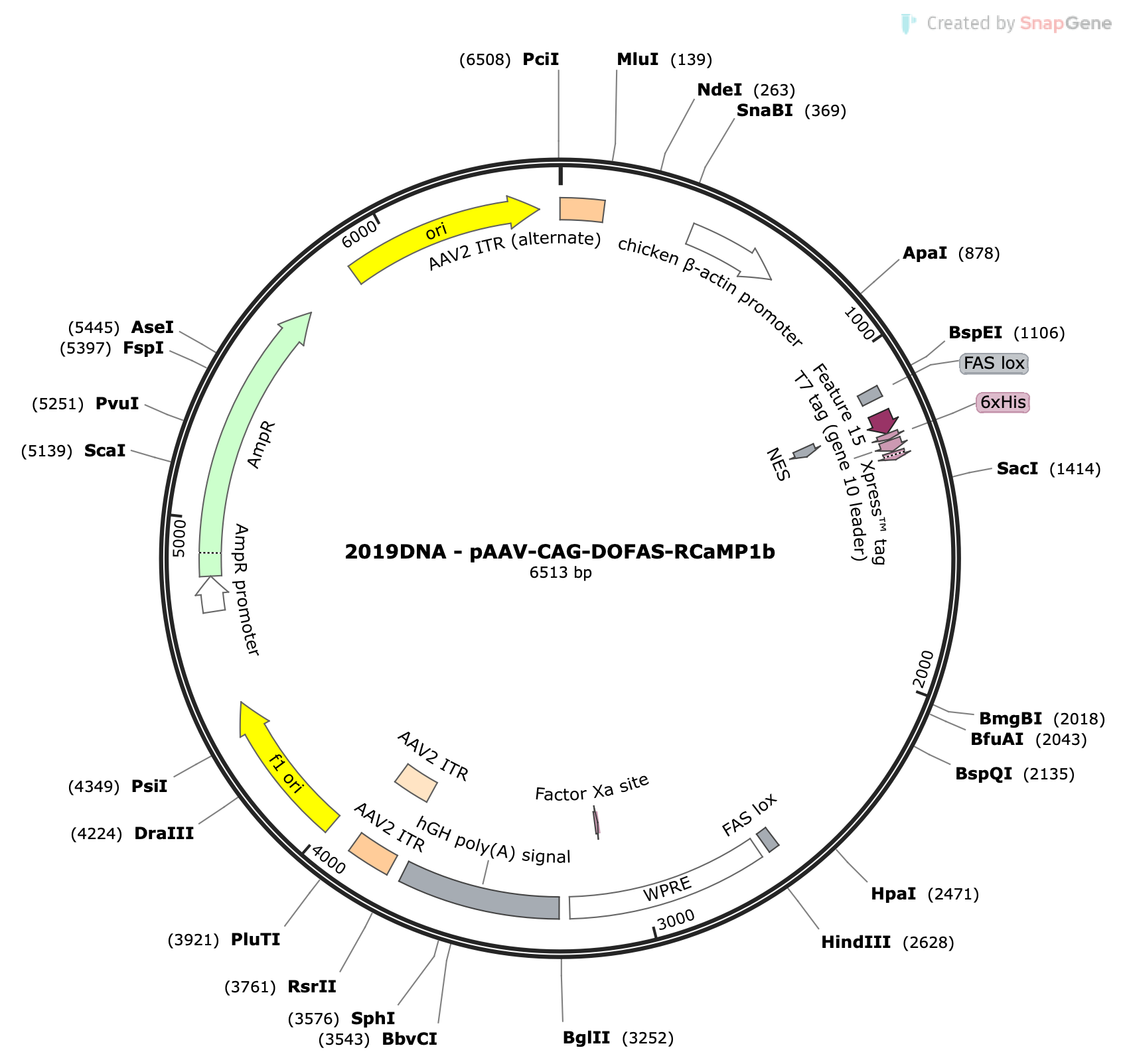 AAV-CBA-DO(FAS)-RCaMP1b