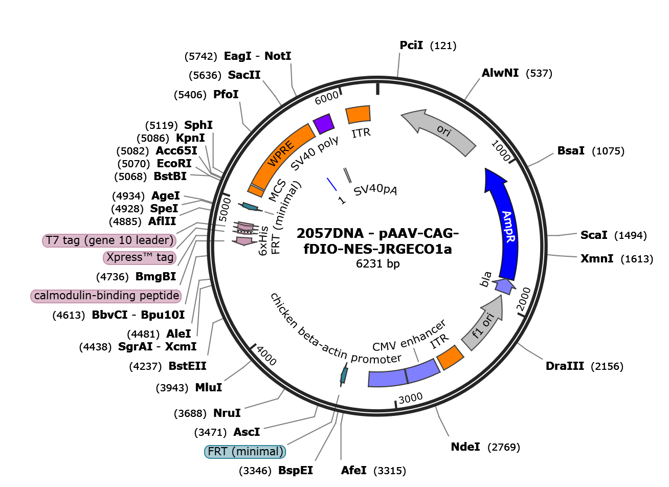 AAV-CAG-fDIO-NES-jRGECO1a