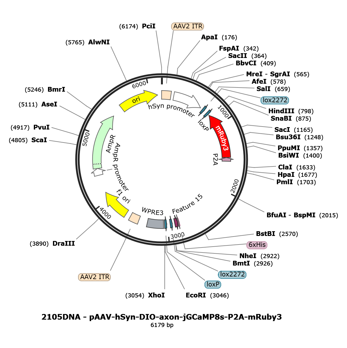 AAV-hSyn-DIO-axon-jGCaMP8s-P2A-mRuby3