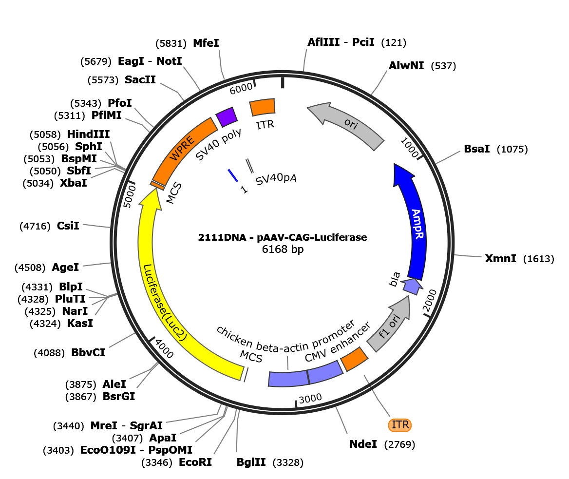 AAV-CAG-Luciferase