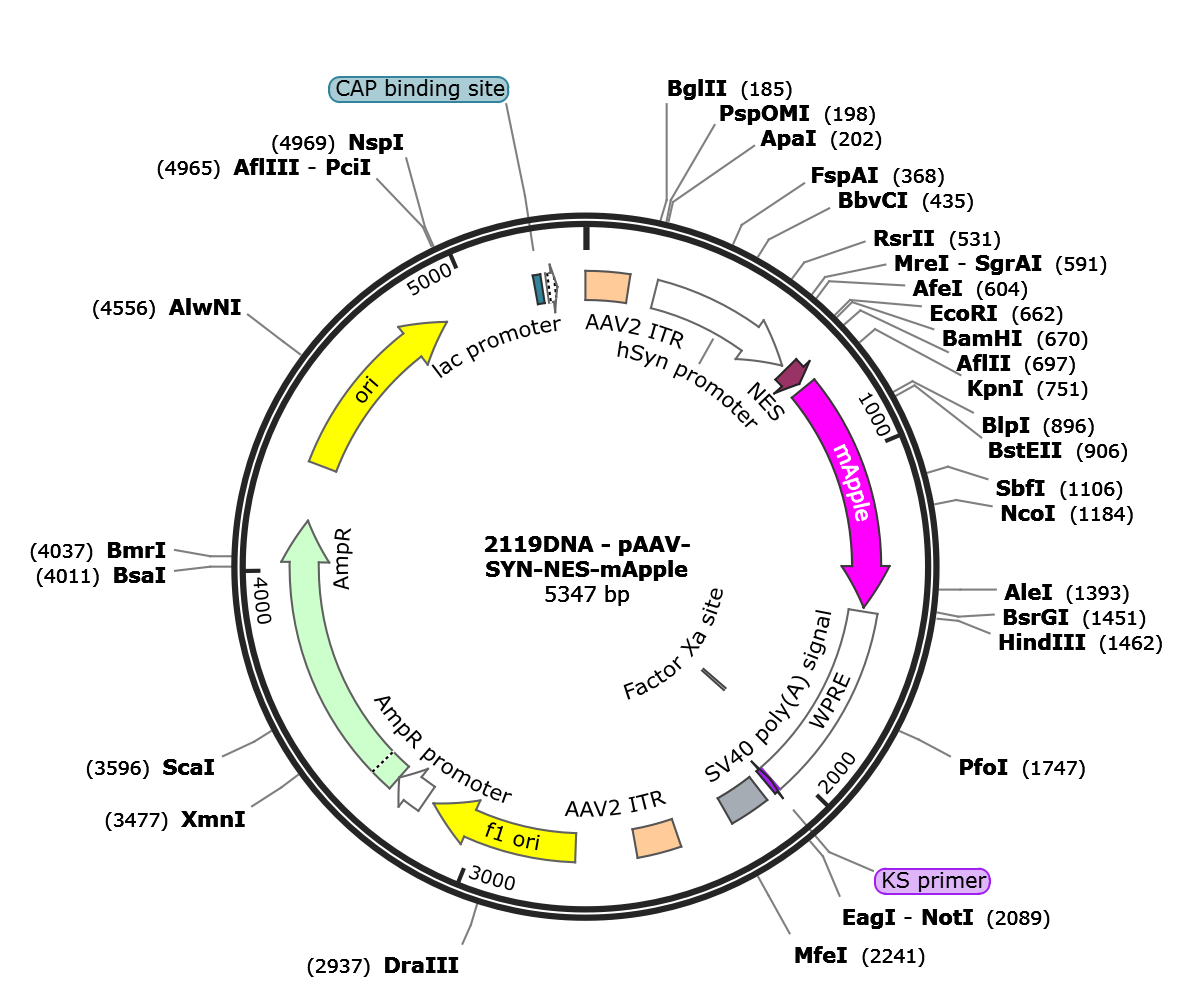 AAV-Syn-NES-mApple