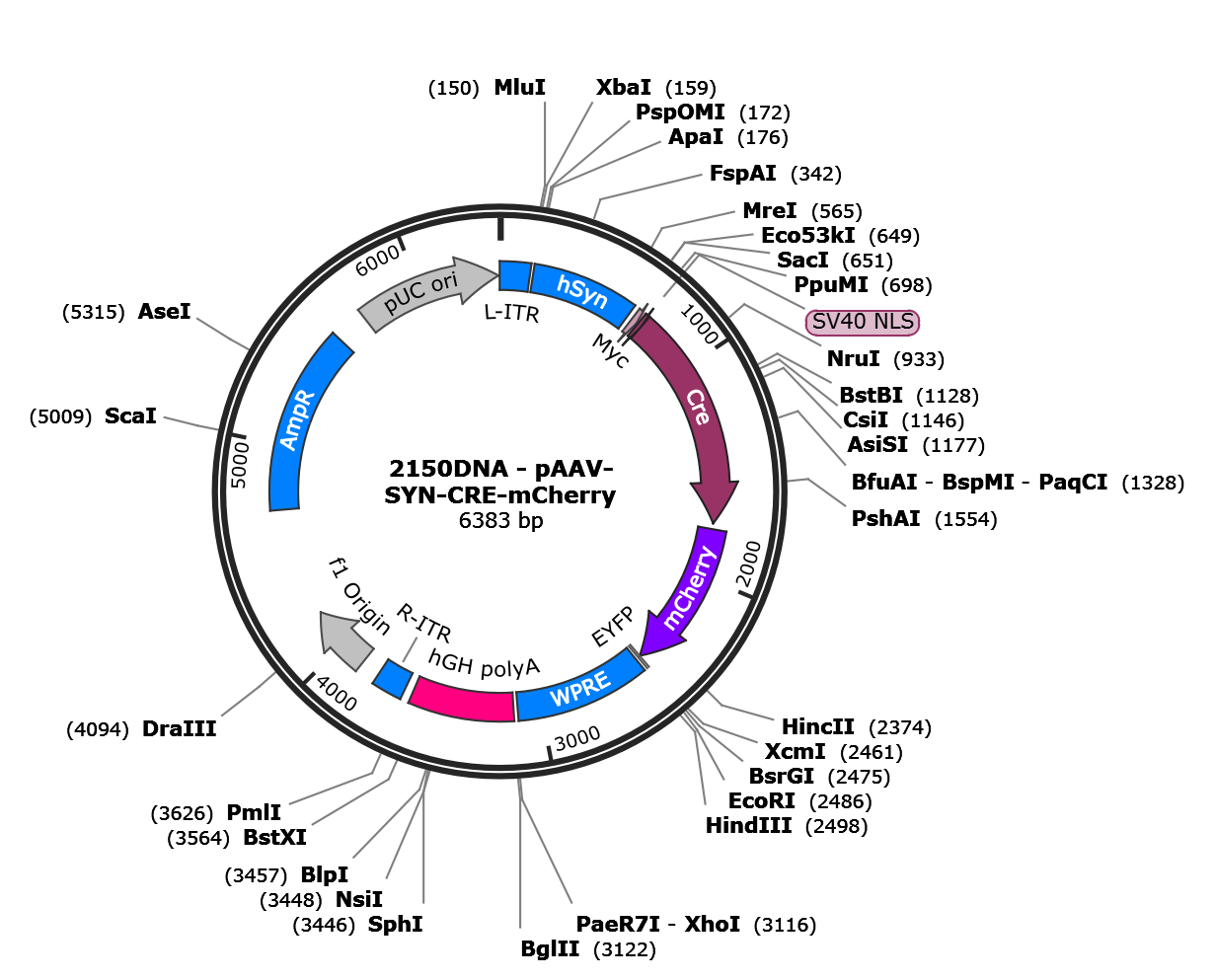 AAV-Syn-Cre-mCherry