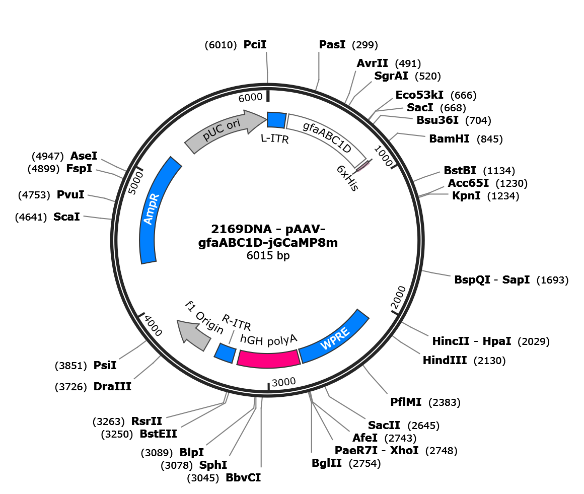 AAV-gfaABC1D-jGCaMP8m