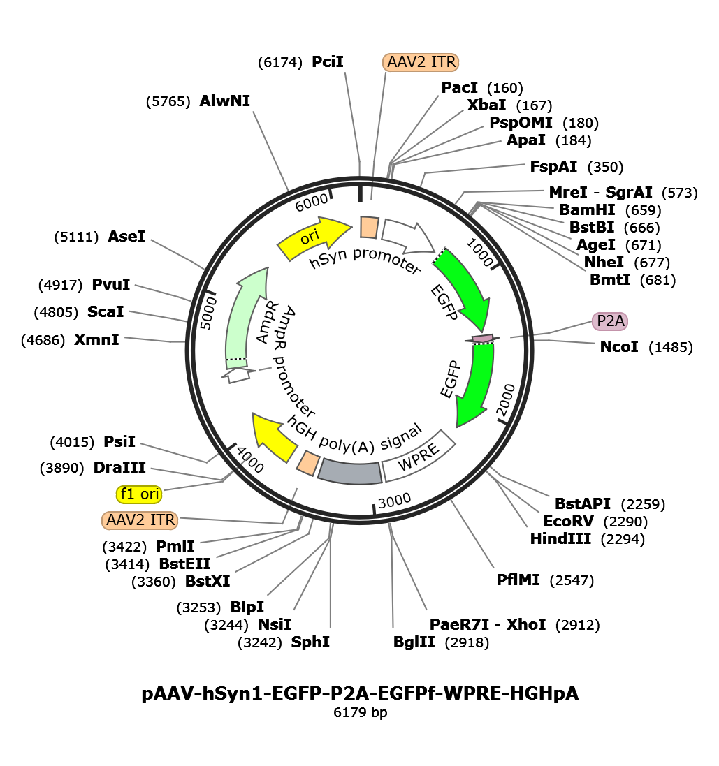 AAV-hSyn1-eGFP-P2A-eGFPf