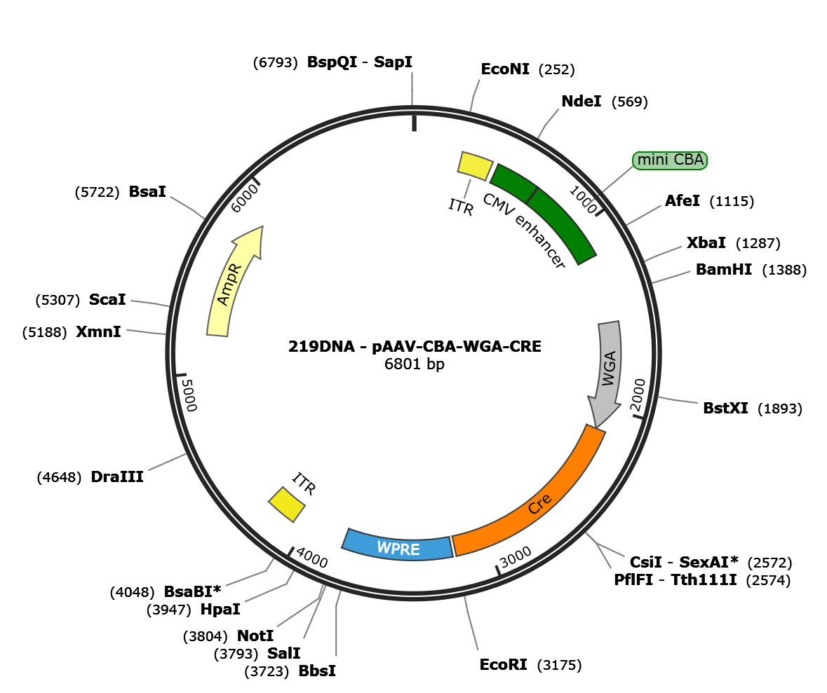 AAV-CBA-WGA-CRE