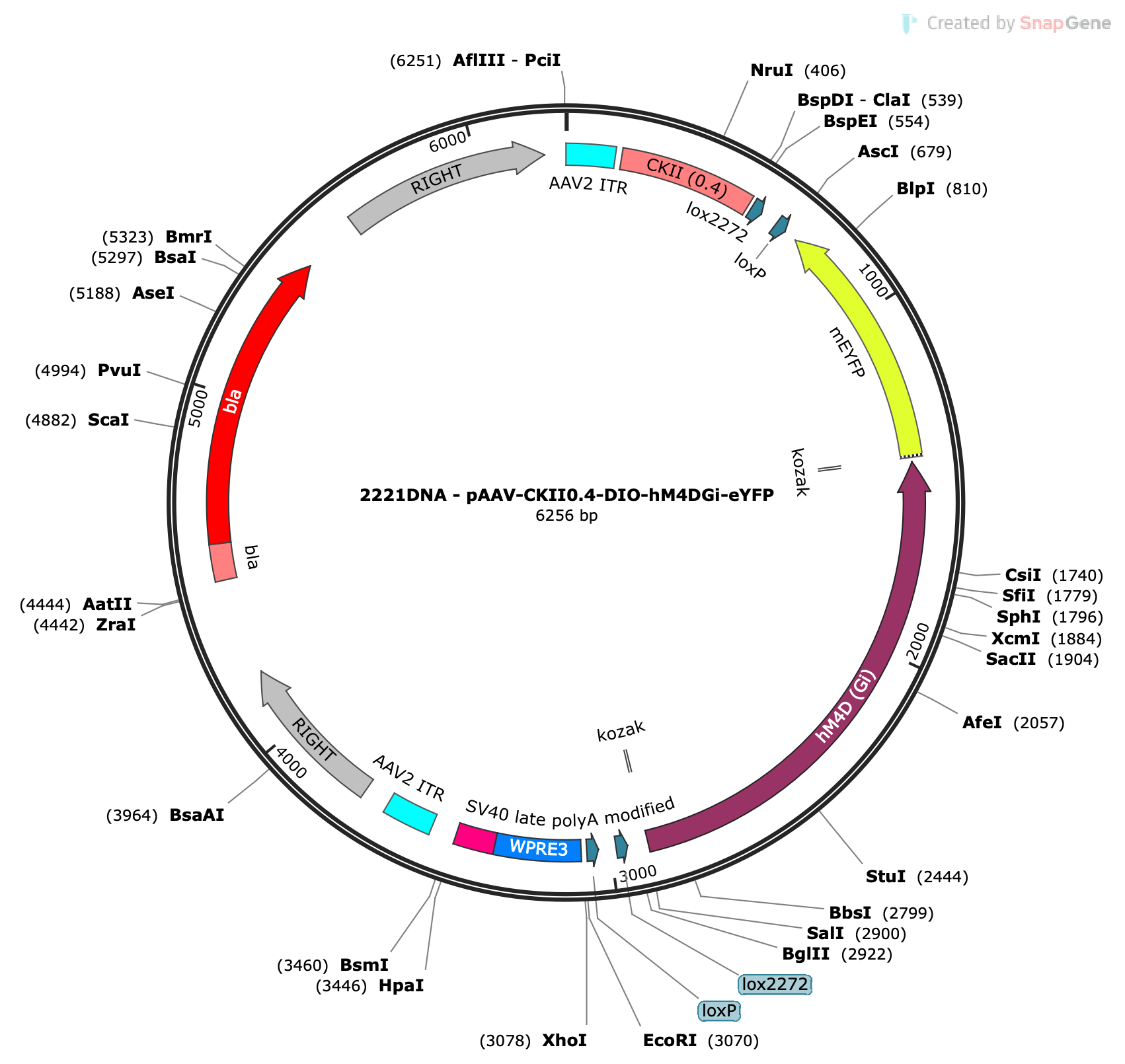 AAV-CaMKII-DIO-hM4D(Gi)-eYFP