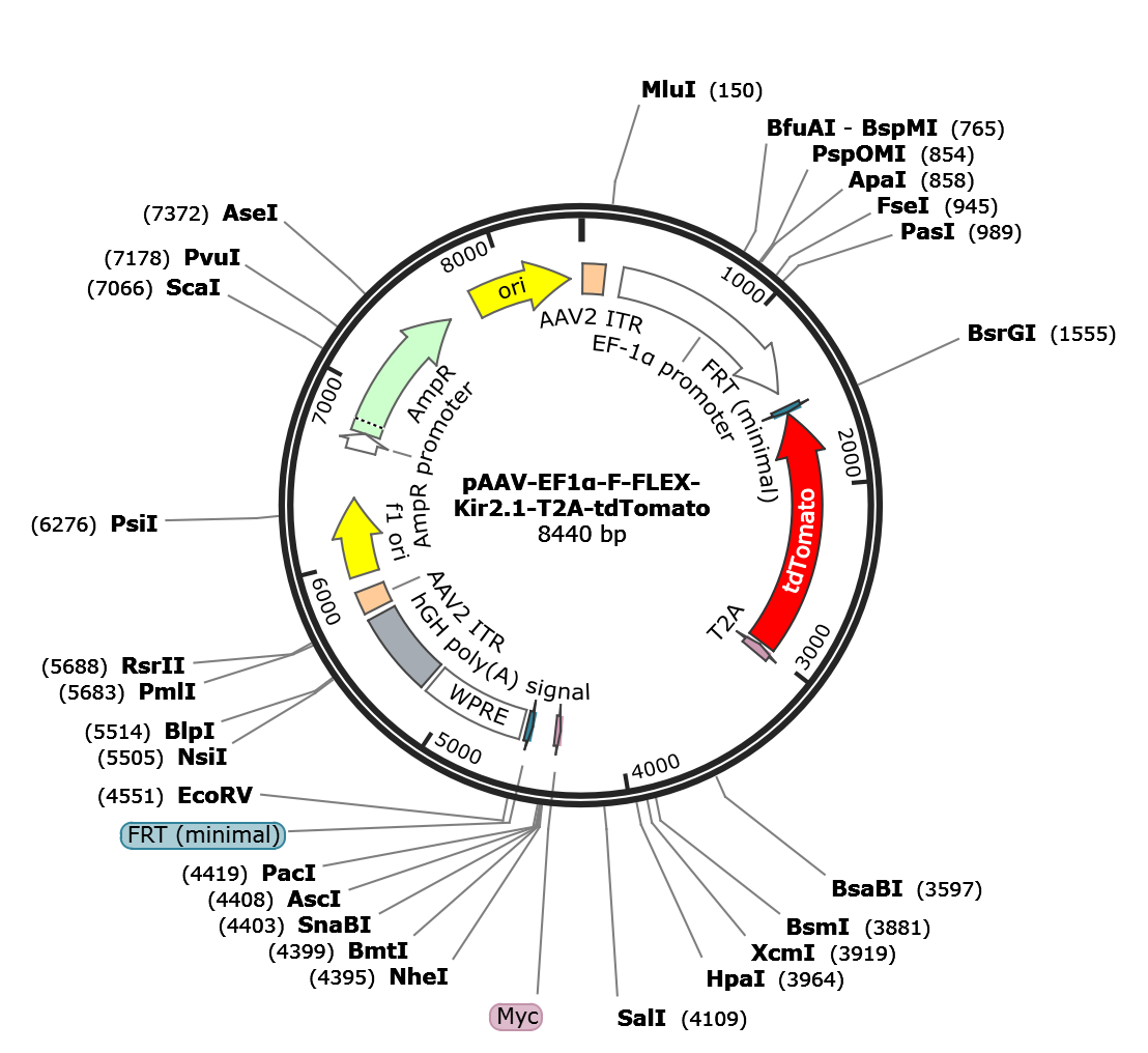 AAV-EF1a-fDIO-Kir2.1-T2A-tdTomato