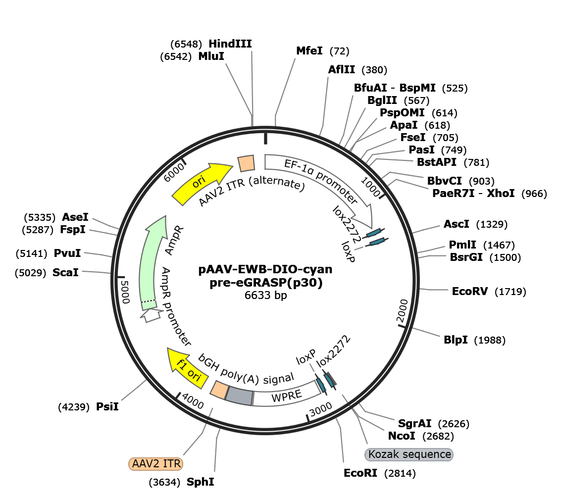 AAV-EWB-DIO-cyan-pre-eGRASP