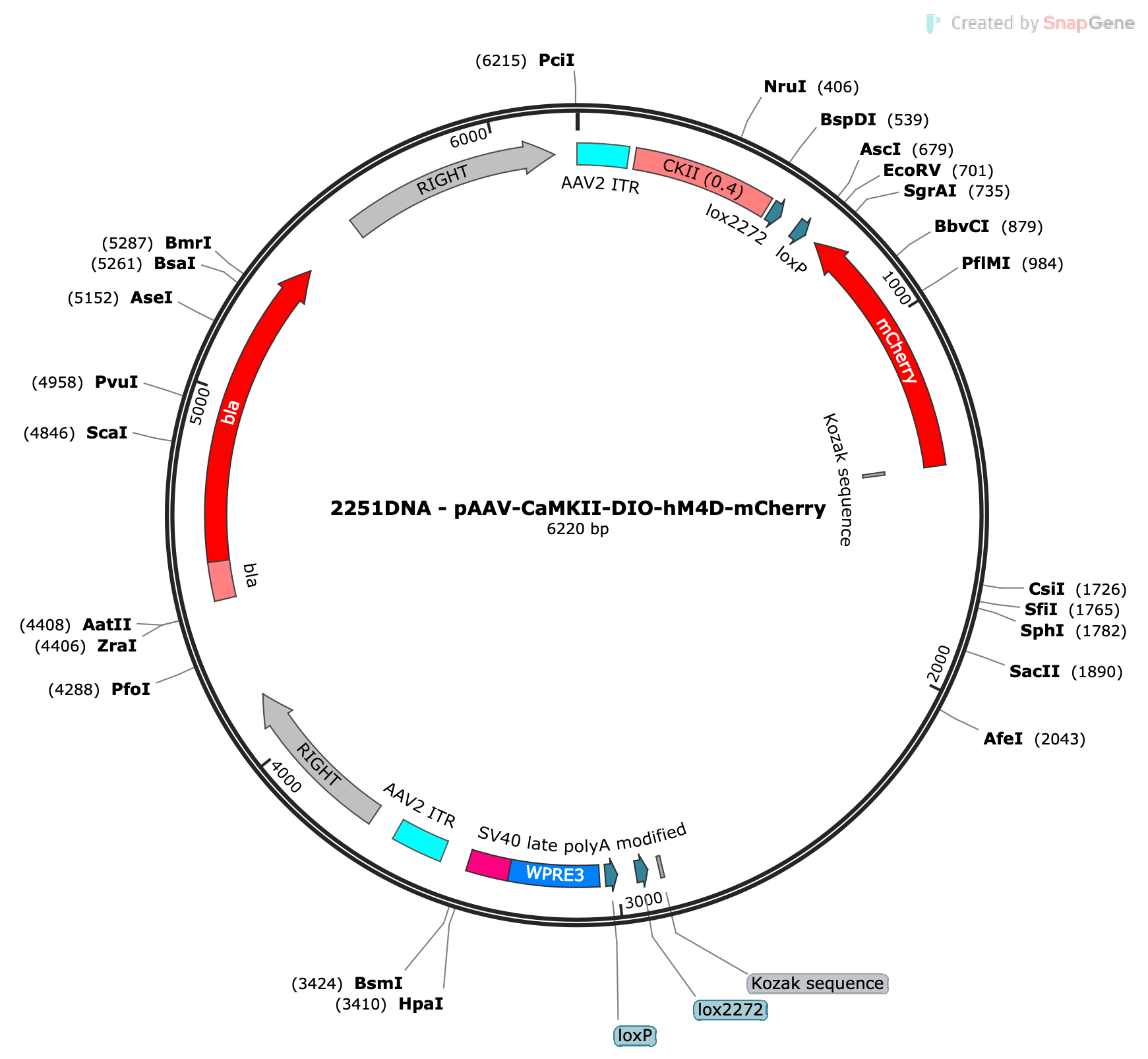 AAV-CamKII-DIO-hM4D(Gi)-mCherry