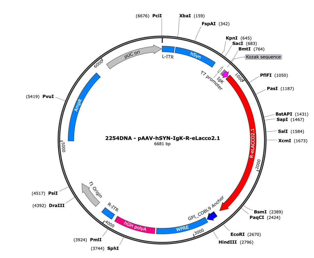 AAV-hSYN-IgK-R-eLACCO2.1-COBRA