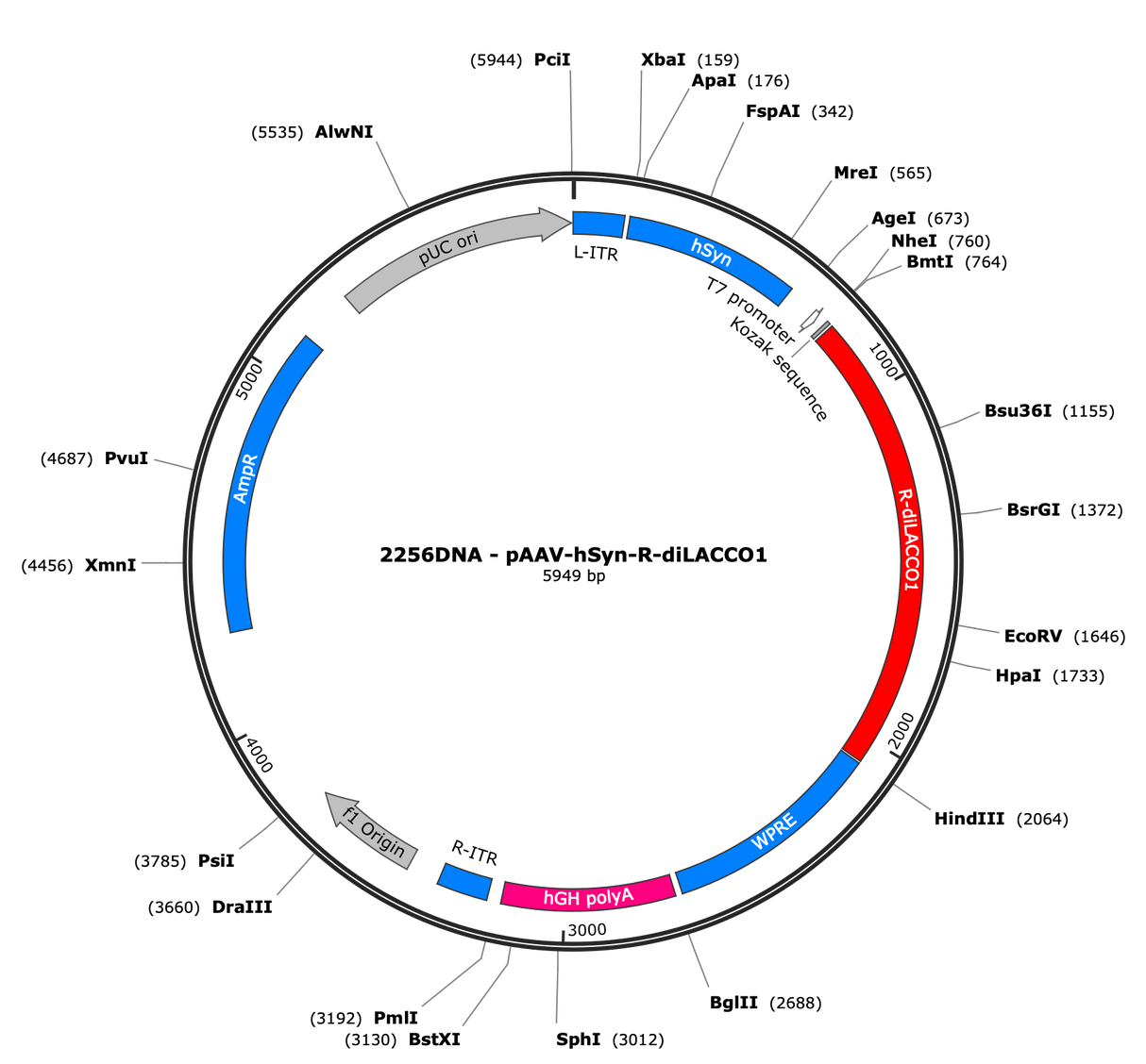 AAV-hSyn-R-diLACCO1