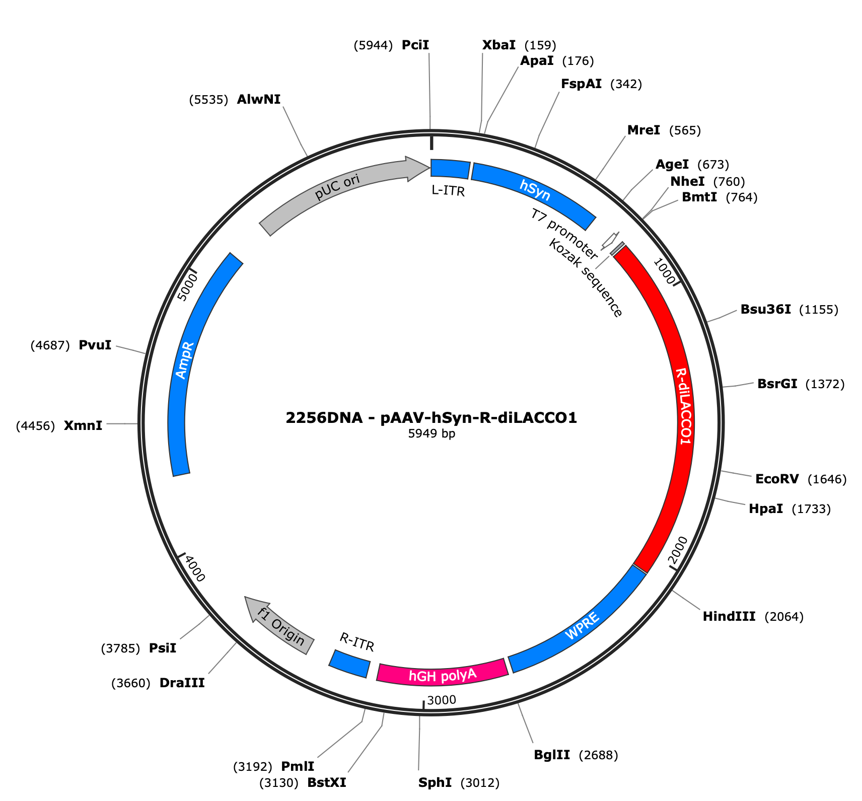 AAV-hSyn-R-diLACCO1