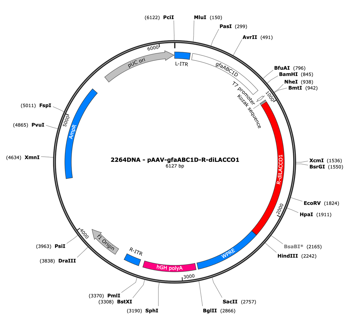 AAV-gfaABC1D-R-diLACCO1