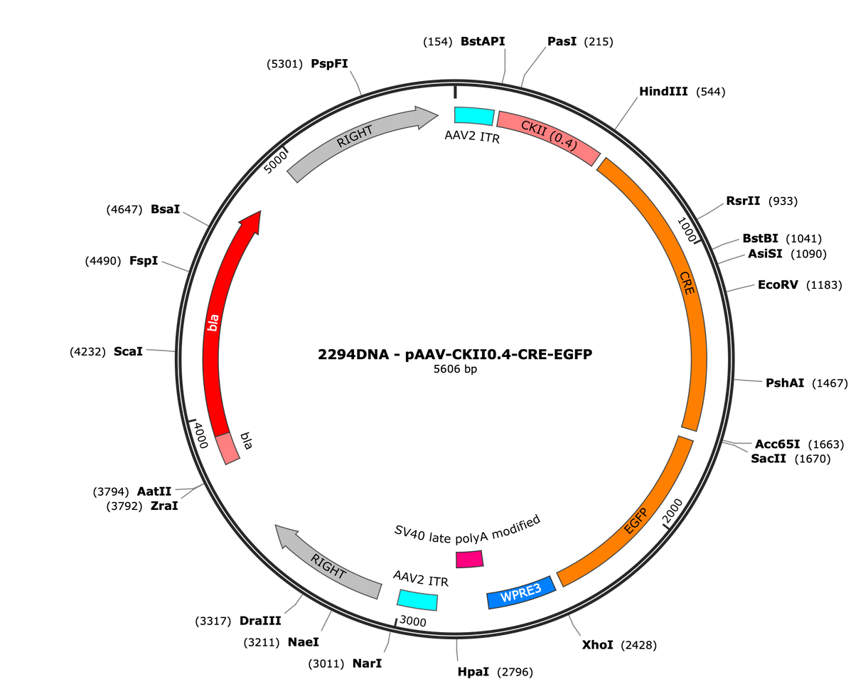 AAV-CaMKII-Cre-eGFP