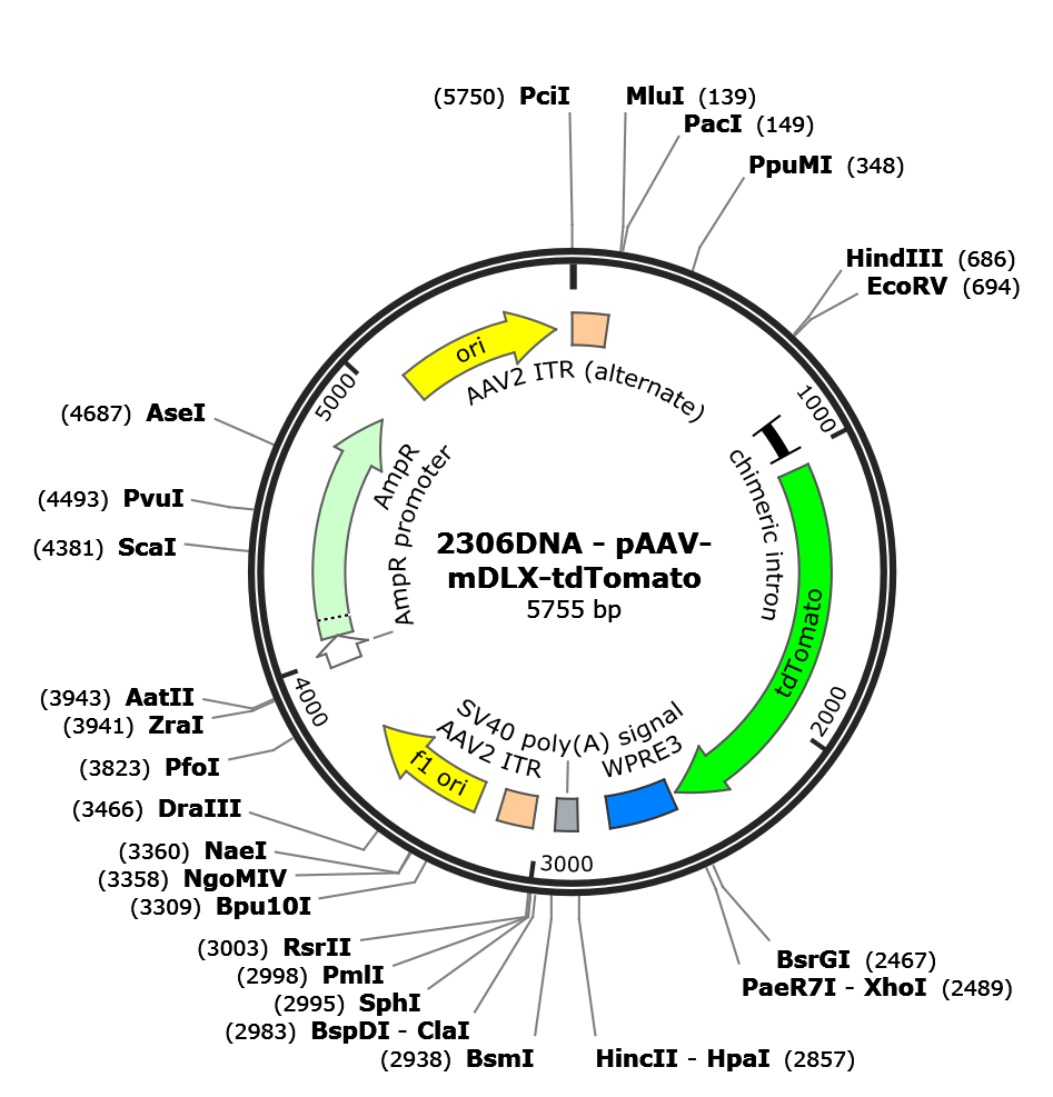 AAV-mDLX-tdTomato